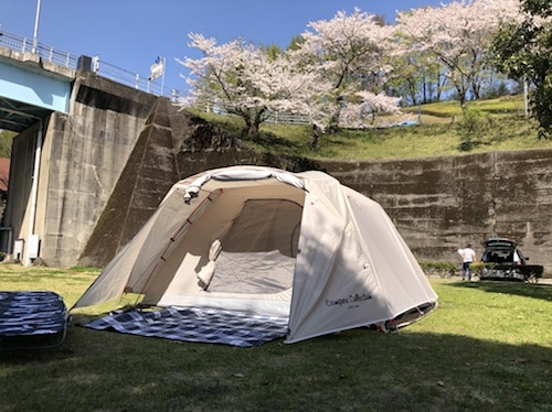 キャンプと桜