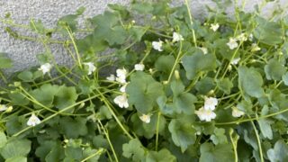 高麗芝に飽きたのでｗヒメイワダレソウを植えてみた ため城